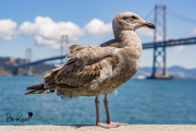 Western-Gull-Embarcadero-Bay-Bridge-San-Francisco-California