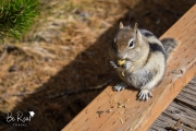 West-Thumb-Geyser-Basin-Golden-Mantled-Ground-Squirrel-Yellowstone-National-Park-Wyoming