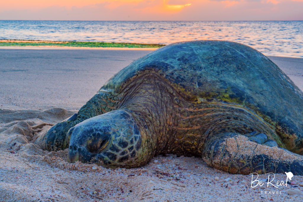 A turtle sleeps on the sand of LOST Survivors Beach, Oahu, Hawaii