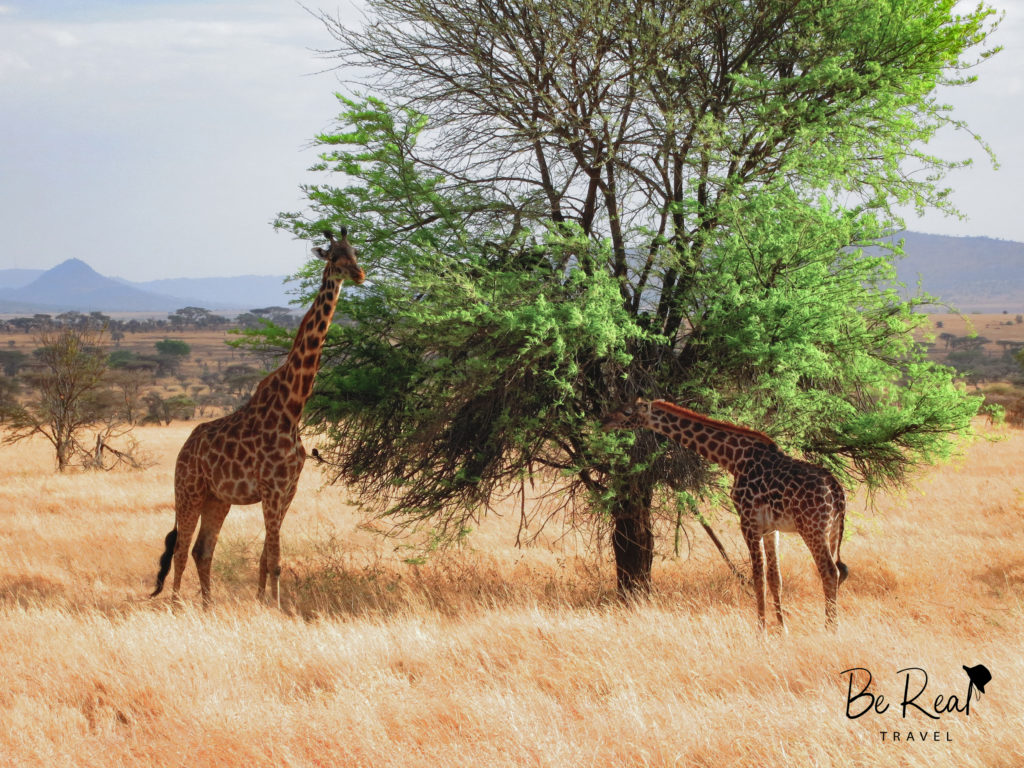 Two giraffes peacefully eat in Serengeti National Park, Tanzania