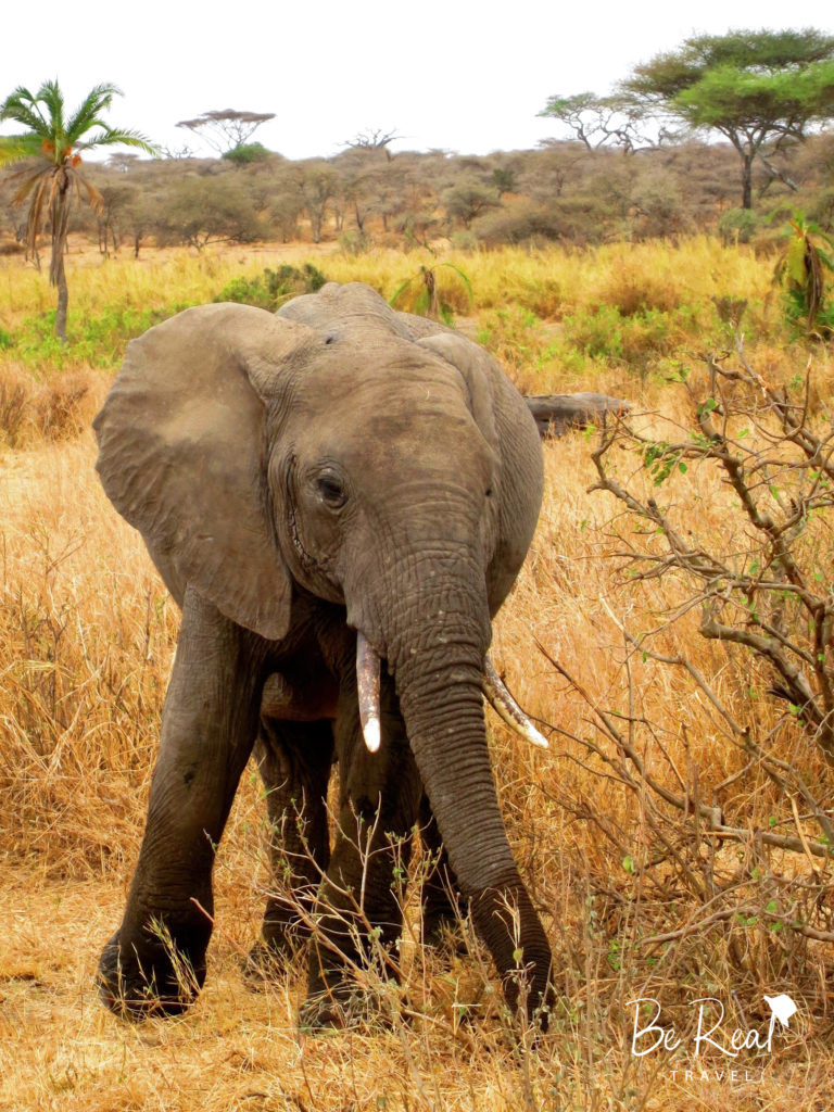 An elephant poses in Serengeti National Park, Tanzania