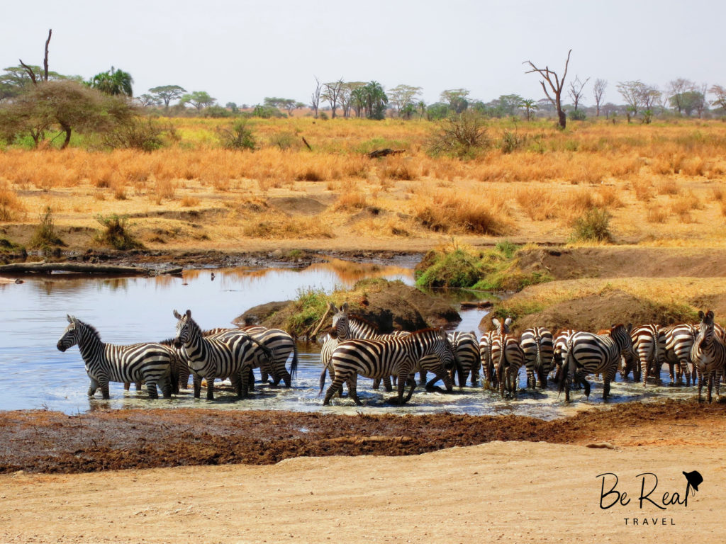 A zeal of zebras cautiously loiter in a watering hole