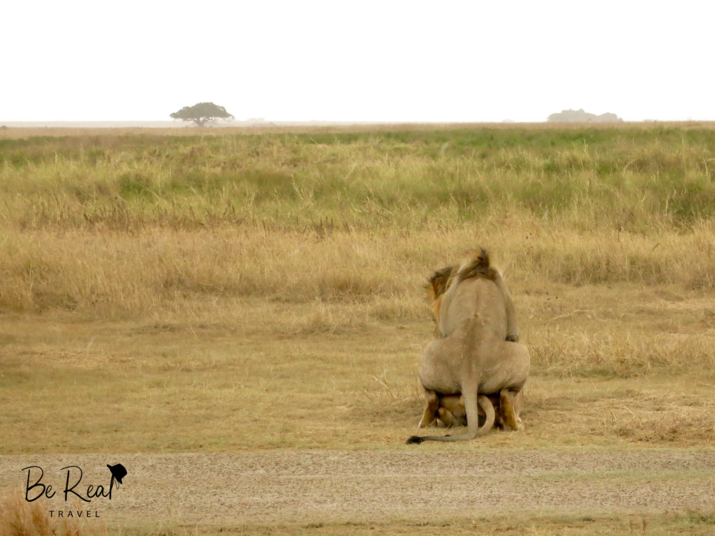 Lions fornicate in Serengeti National Park, Tanzania
