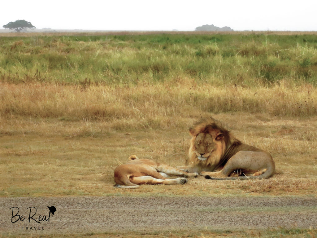 Lions rest after fornicating in Serengeti National Park, Tanzania