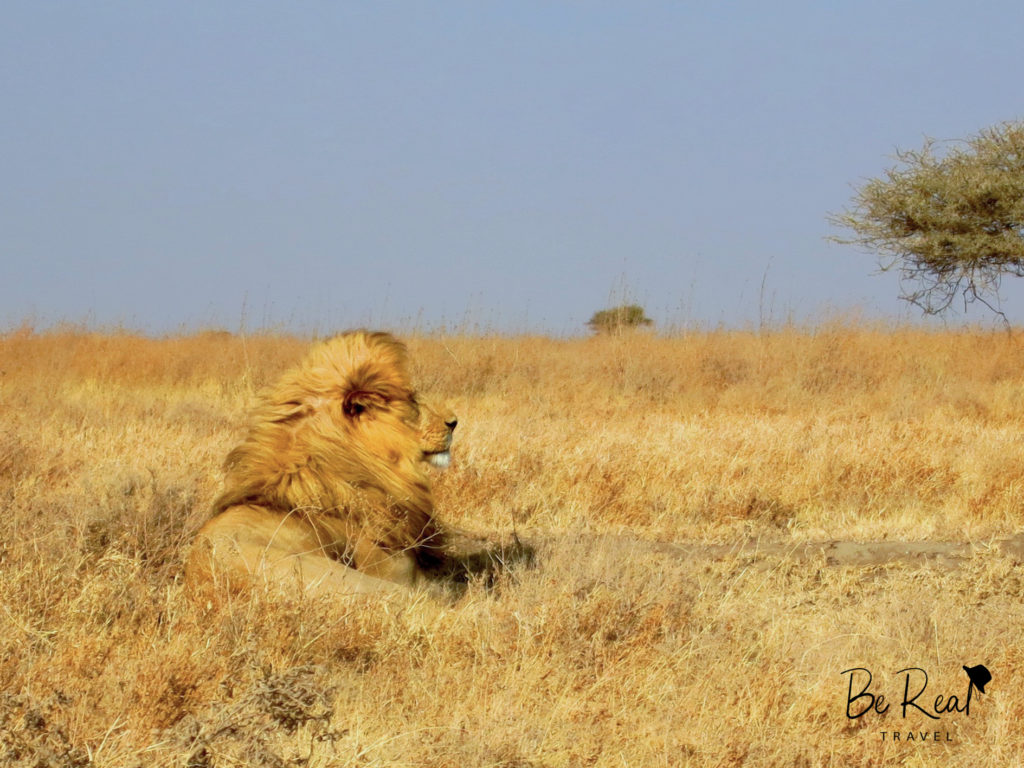 A lion lounges in Serengeti National Park, Tanzania