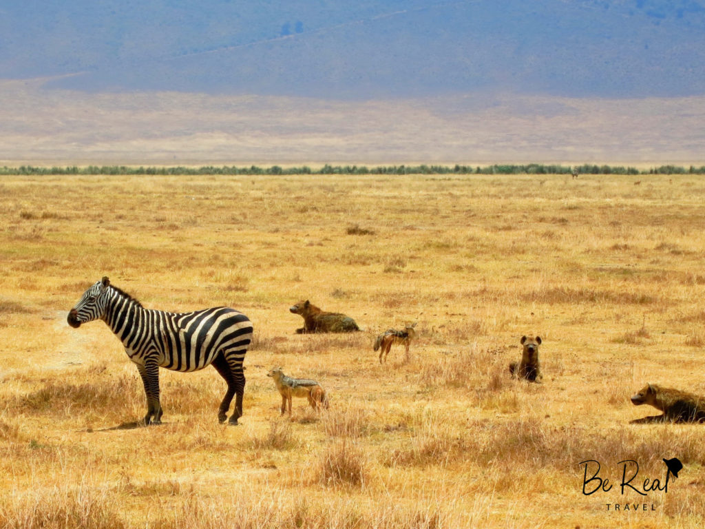 Hyenas and a jackal wait on a wounded zebra to fall