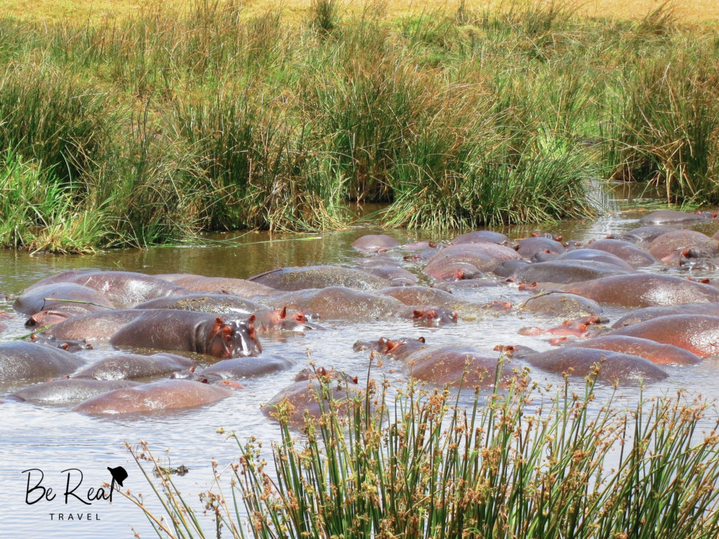Hippopotami splash about in a watering hole in Serengeti National Park, Tanzania