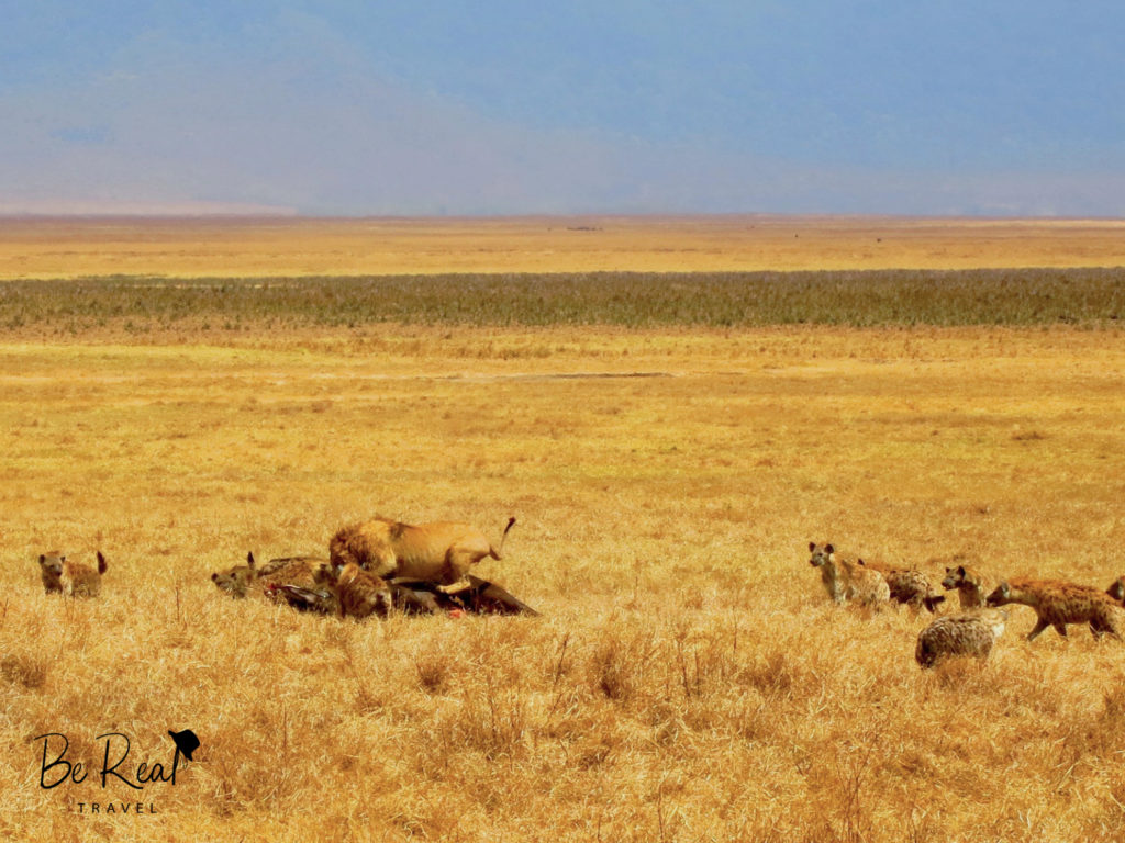 A lion defends its kill from a clan of hyenas while standing on top of a dead wildebeest