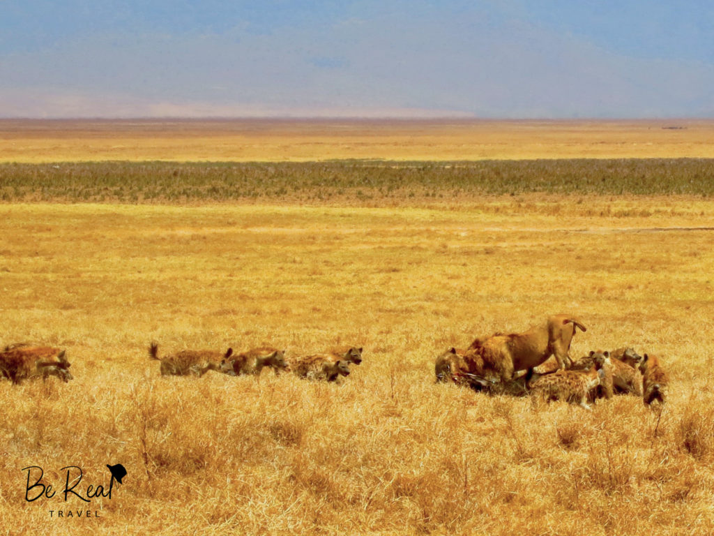 A lion protects a dead wildebeest from a clan of hyenas