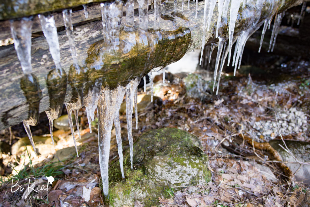 Icicles line foliage in a North Carolina forest