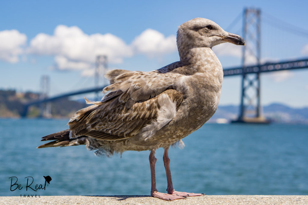 A seagull poses in front of the Bay Bridge, San Francisco
