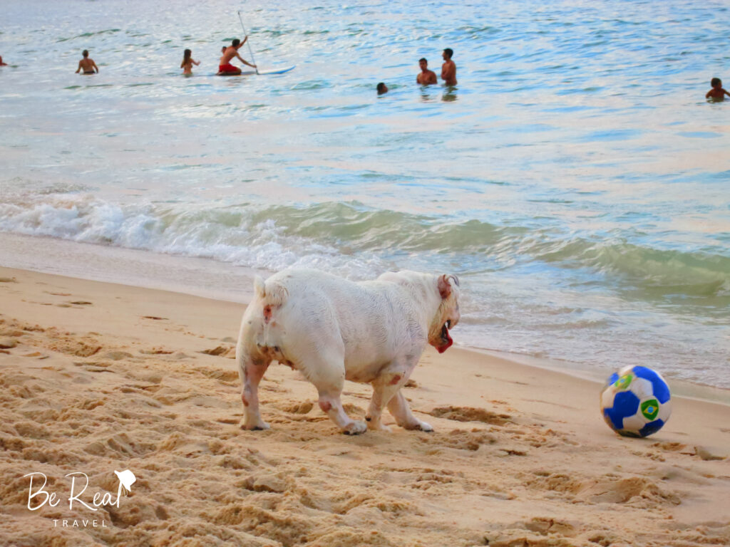 A dog plays soccer at Copacabana Beach